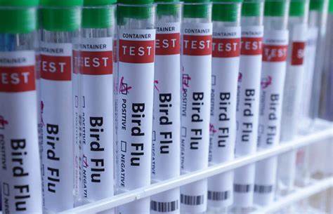 Bird Flu Test Tubes