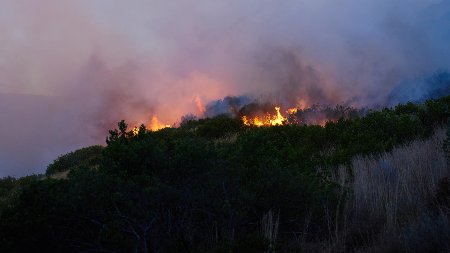Wildfire